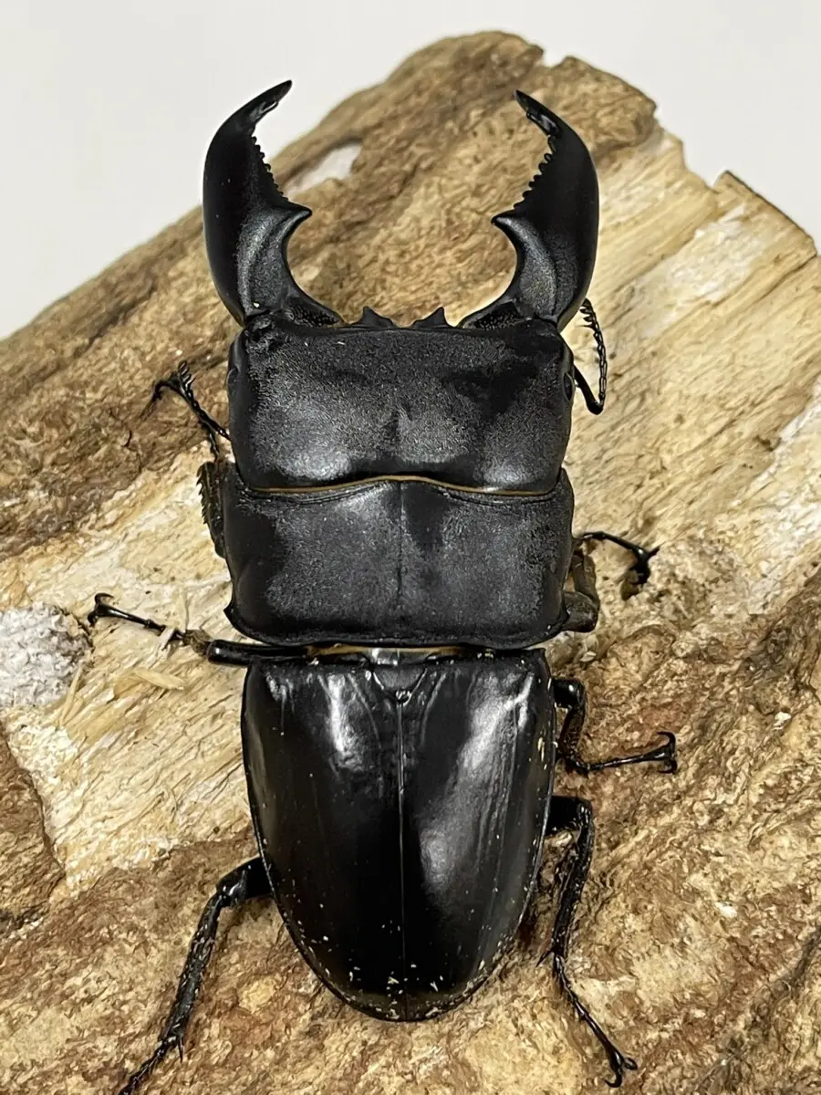 世子 セジャ スマトラヒラタアチェ ♀単52.7ミリ 106.2直仔 大型ライン スマトラヒラタ (アチェ州) ♂97.6mm ♀52.7mm