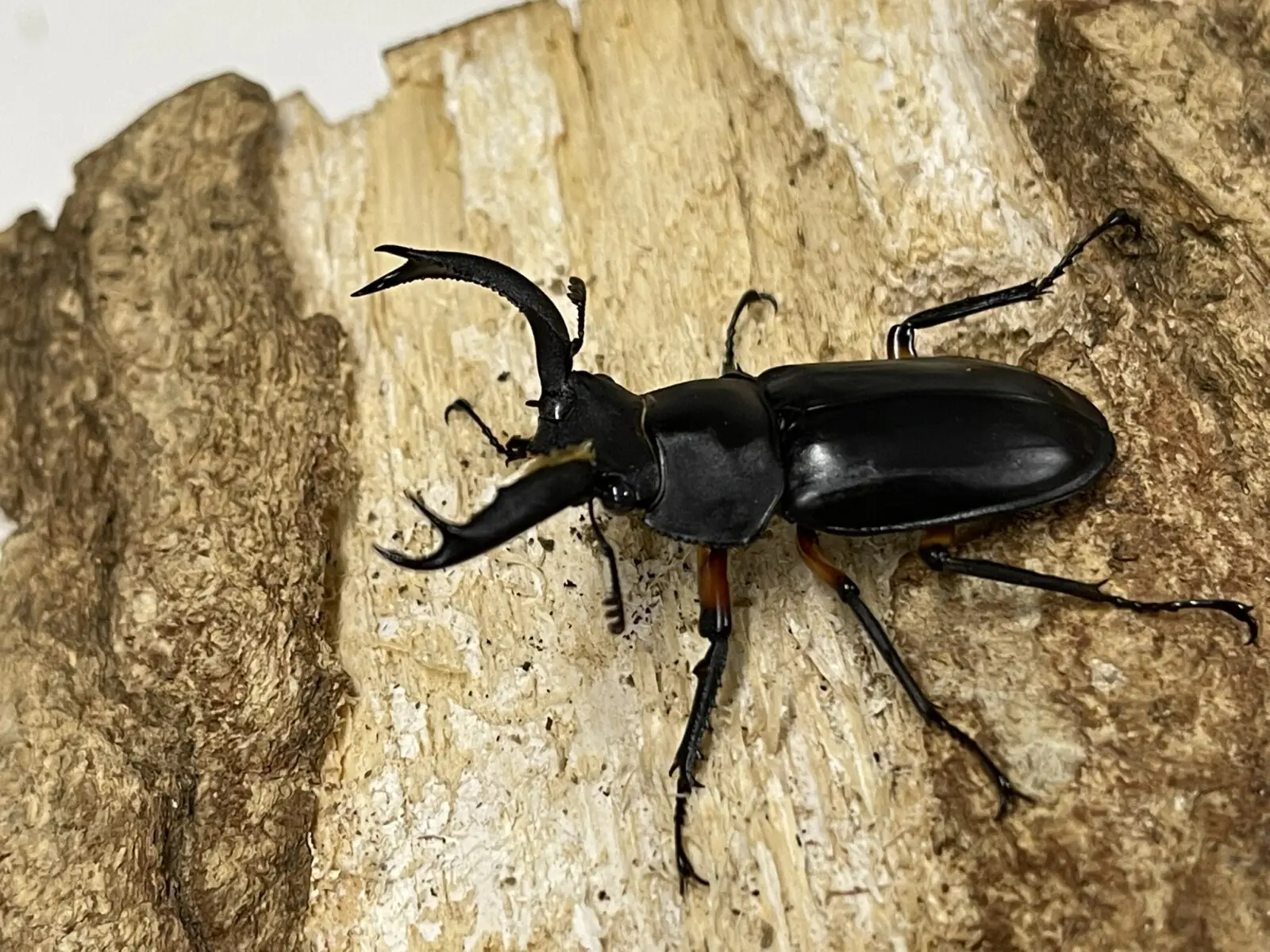 R.ディデエールシカクワガタ　野外品　雄73ミリ ディディエールシカクワガタ WD 37ミリ♀単品 - クワガタ横丁