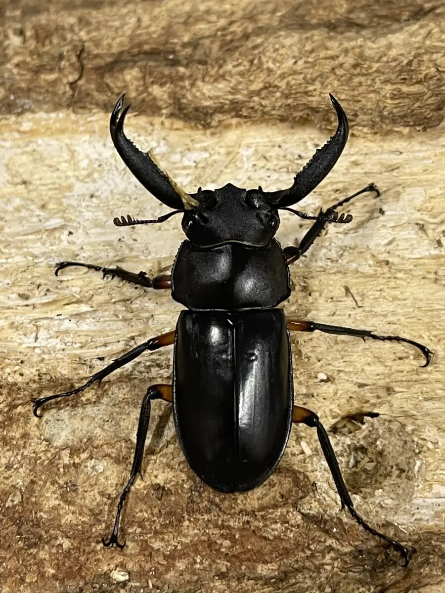 ディディエール - クワガタ横丁