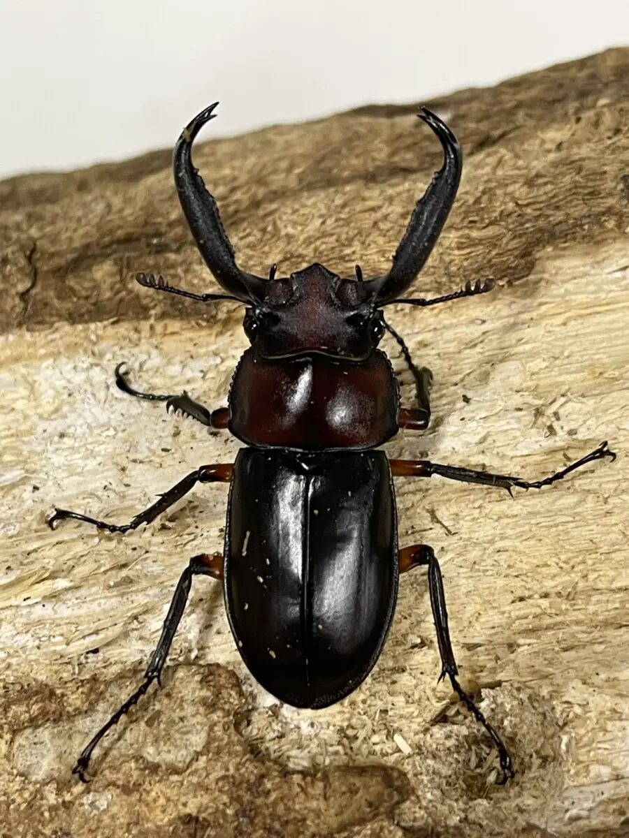 ホーム - クワガタ横丁