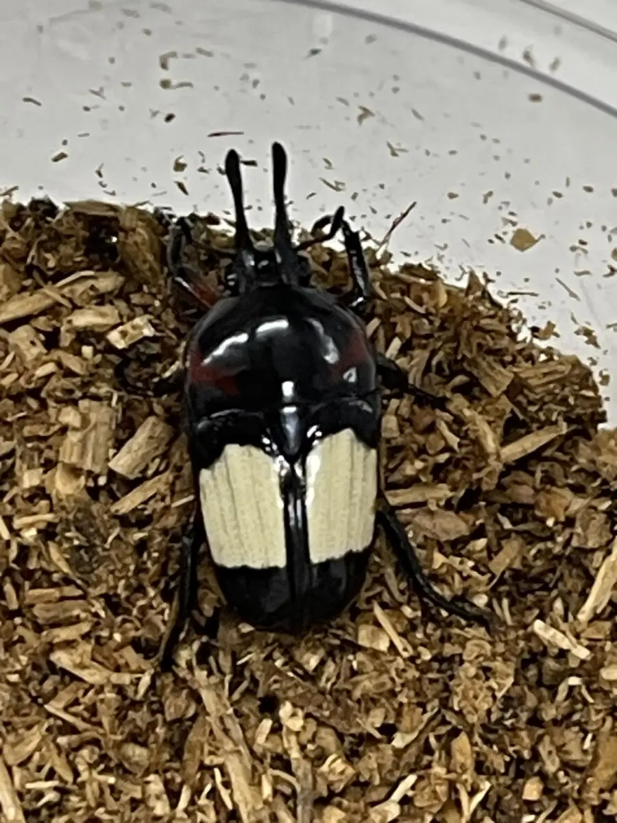 メキシコ産　オオコツノヒシムネハナムグリ　32mm 虫頭: キベリコツノヒシムネハナムグリ（Cotinis mutabilis