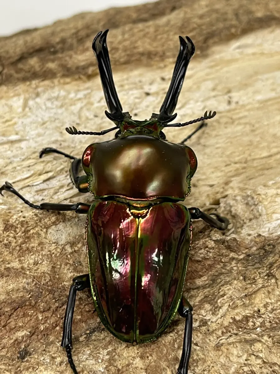 ニジイロ - クワガタ横丁