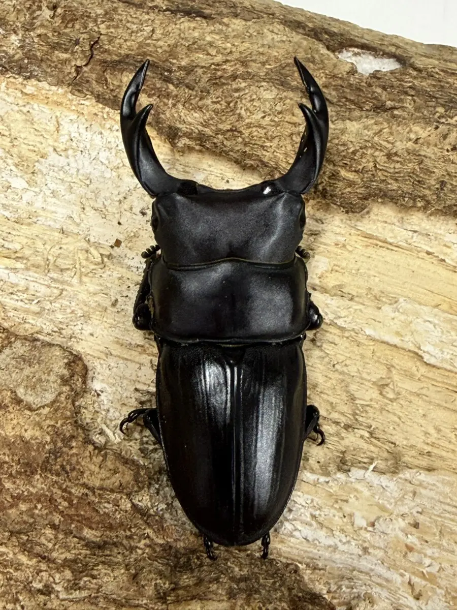 タピオカ様ご成約済み Z－7 DX本体 | 製品詳細 | シーピー化成株式会社