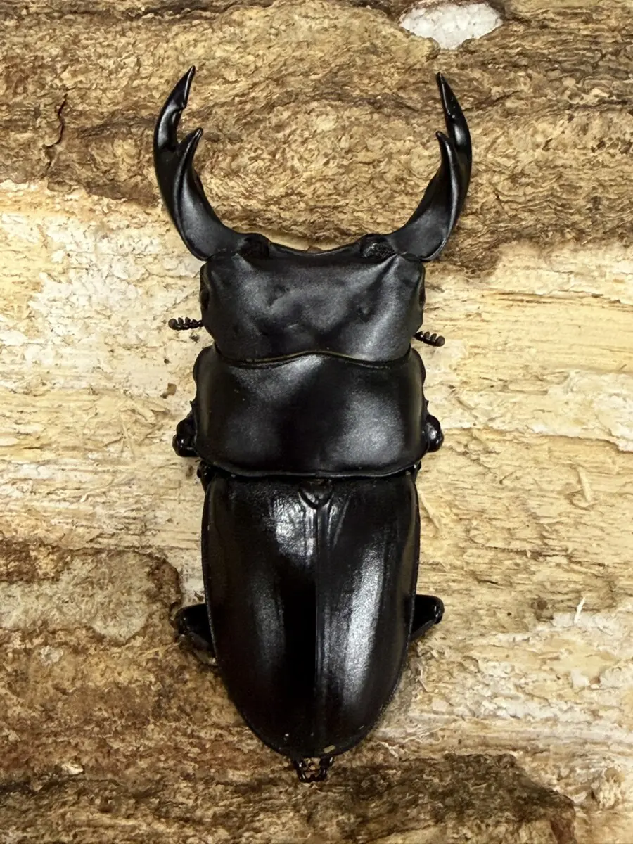 マキシカクワガタ野外品　雄67㍉ 今年の種親 マキシカクワガタ | クワガタ飼育日記