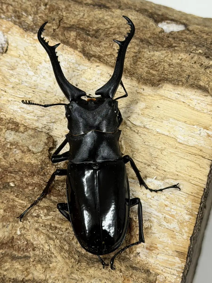 ギラファノコギリ マキタ 90ミリペア - クワガタ横丁