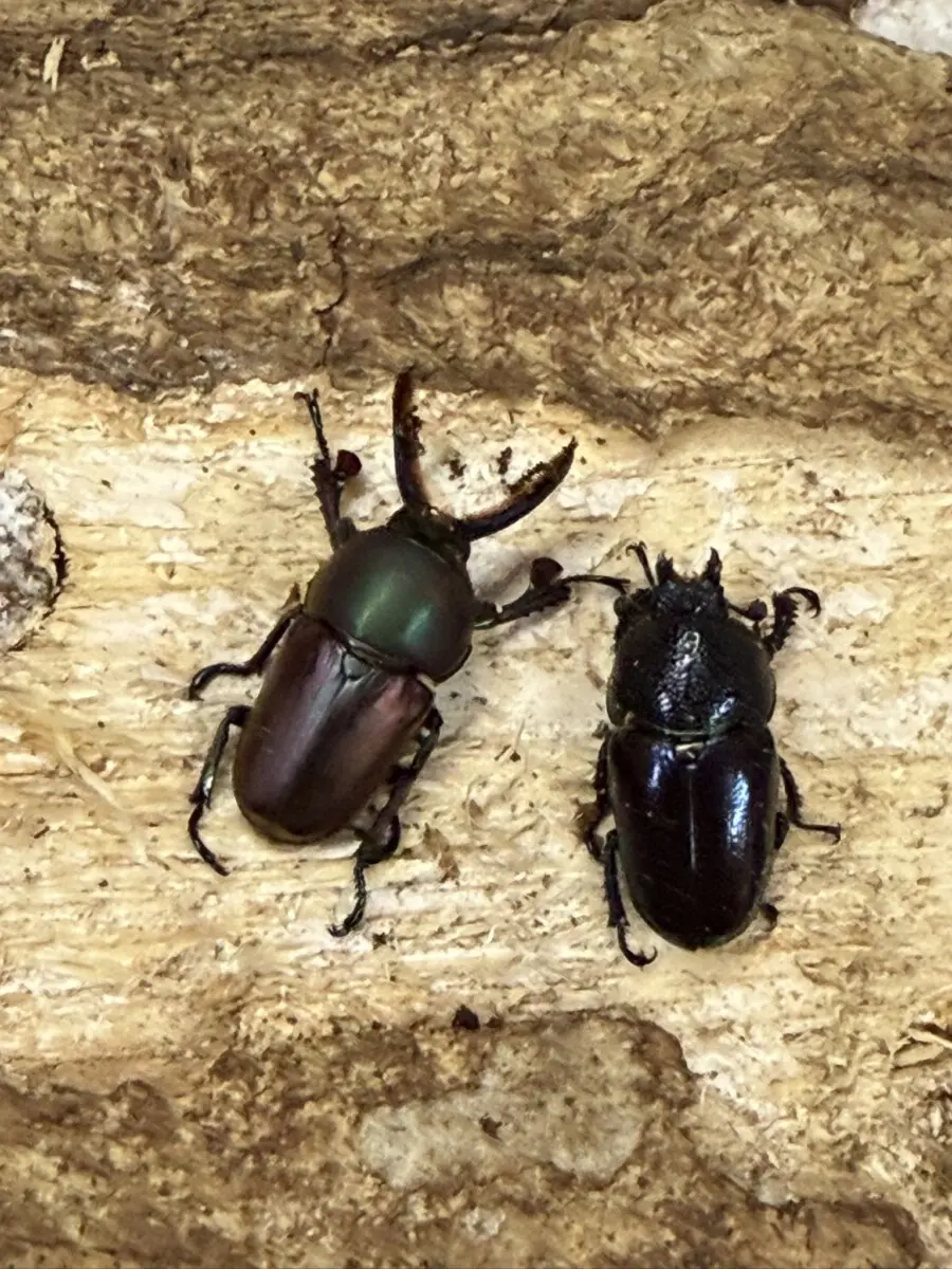 野外品】オオクワガタWD特大/佐賀県採集