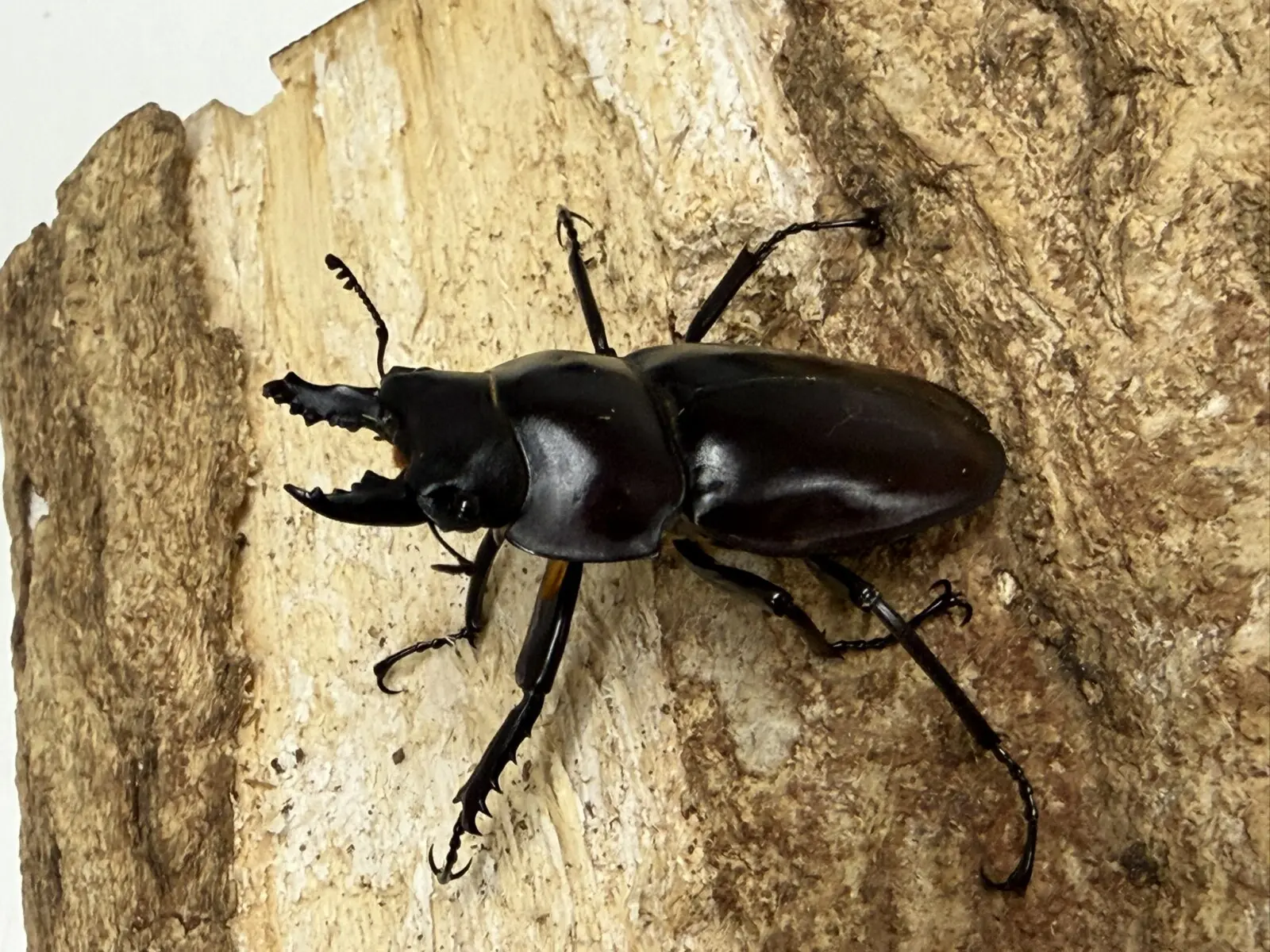 ヤエヤママルバネ 49ミリペア - クワガタ横丁