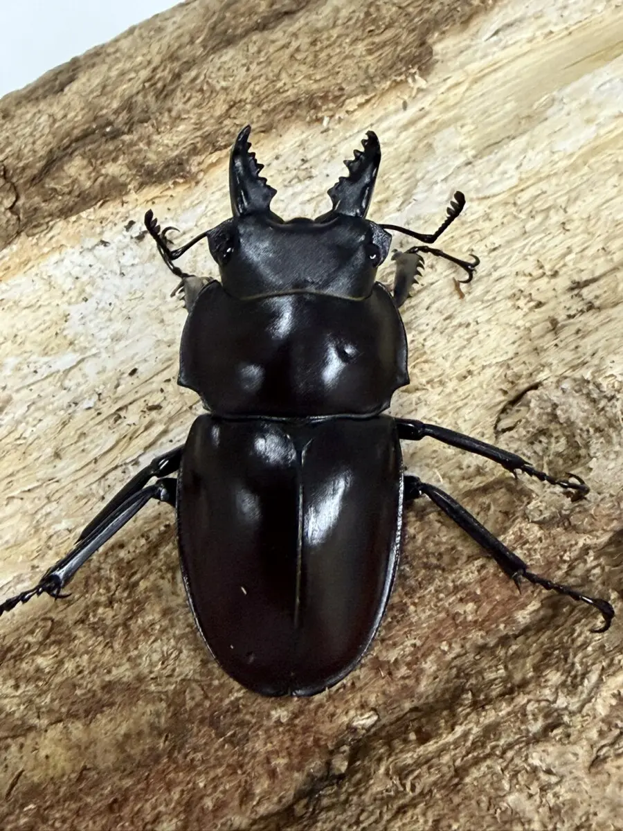 ヤエヤママルバネクワガタ　野外品　58mm 51mm ペア 大歯】ヤエヤママルバネクワガタ西表島大見謝 ペア ♂55.1mm