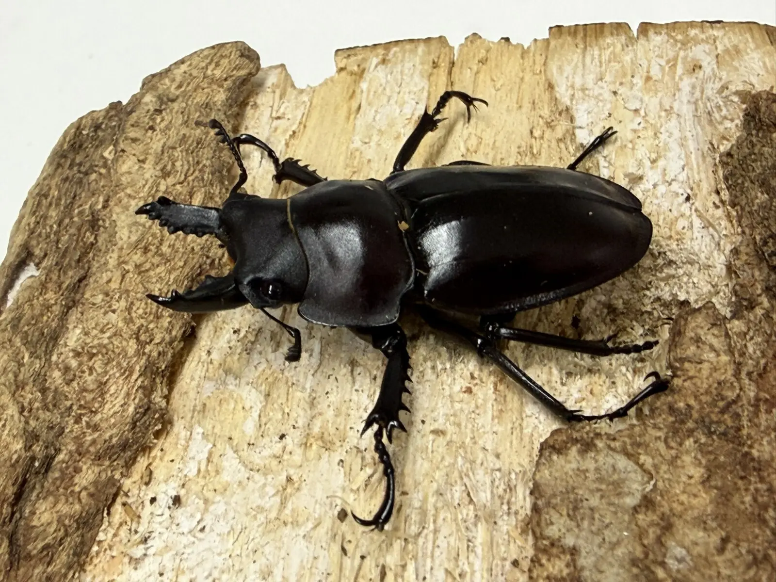 ヤエヤママルバネ 49ミリペア - クワガタ横丁