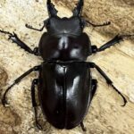 ヤエヤママルバネ57.9ミリペア（西表島） ヤエヤママルバネ57.9ミリペア（西表島） ヤエヤマ