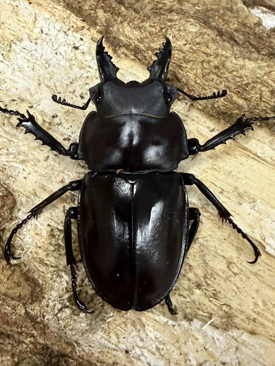 ヤエヤママルバネクワガタ　野外品　58mm 51mm ペア ヤエヤママルバネ 49ミリペア - クワガタ横丁