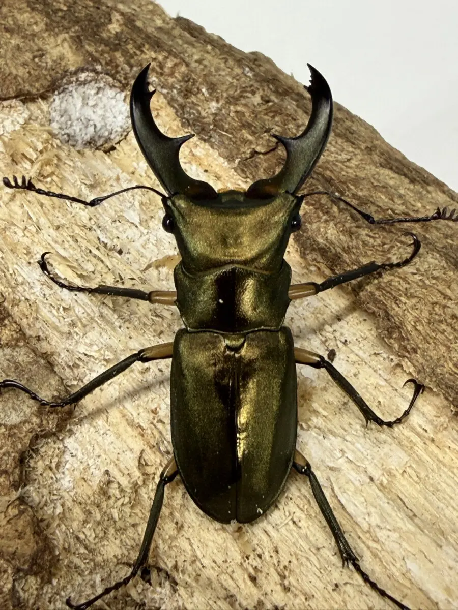 ◆◇エラフスホソアカクワガタ♂93.5ミリ 成虫ペア◇◆