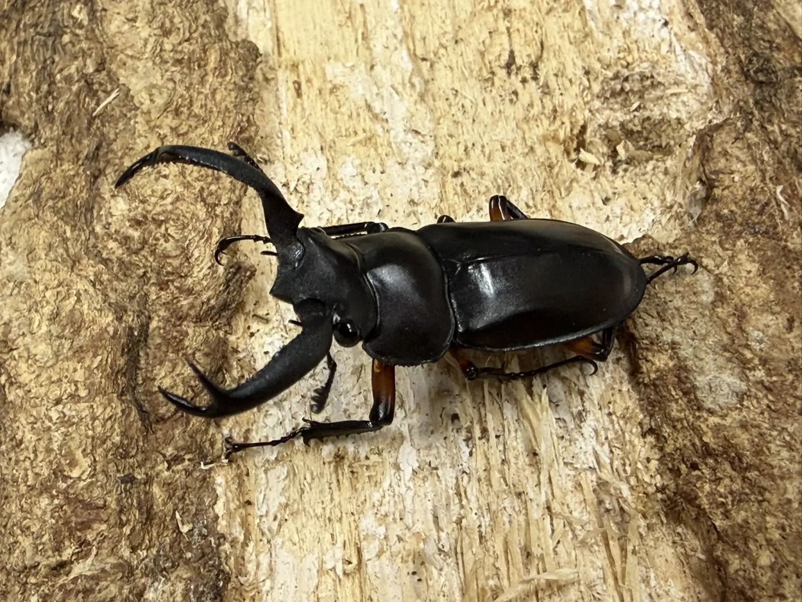 ディディエールシカクワガタ 48ミリ♂単品 - クワガタ横丁