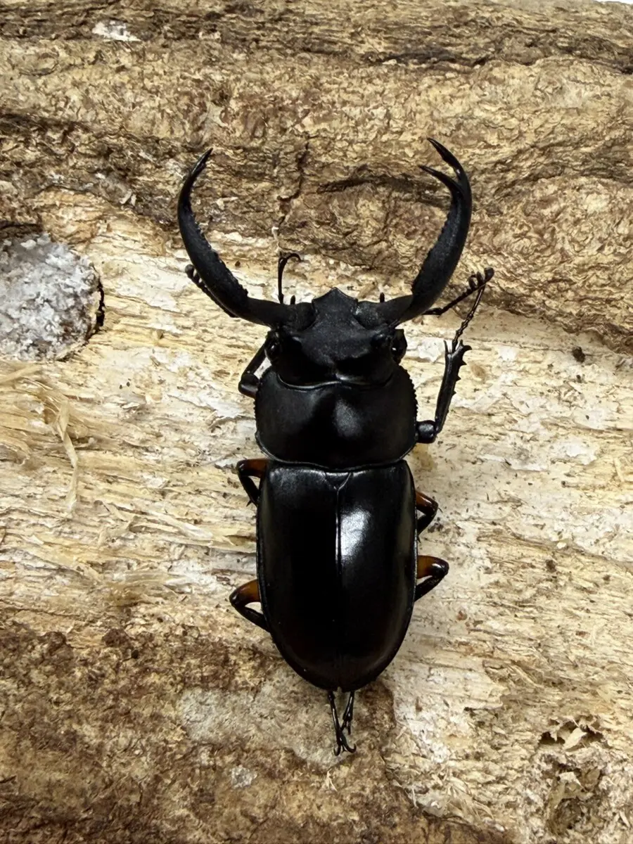 ※特大・良型　ディディエ−ルシカクワガタ♂野外標本 特大・良型 ディディエ−ルシカクワガタ♂野外標本 BE-KUWA NO