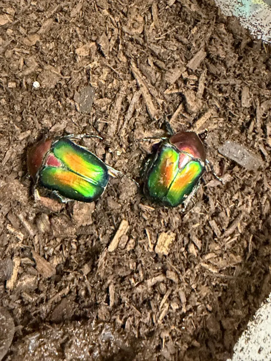 スペキオーサ・ジュッセリーニ 幼虫1頭 - クワガタ横丁