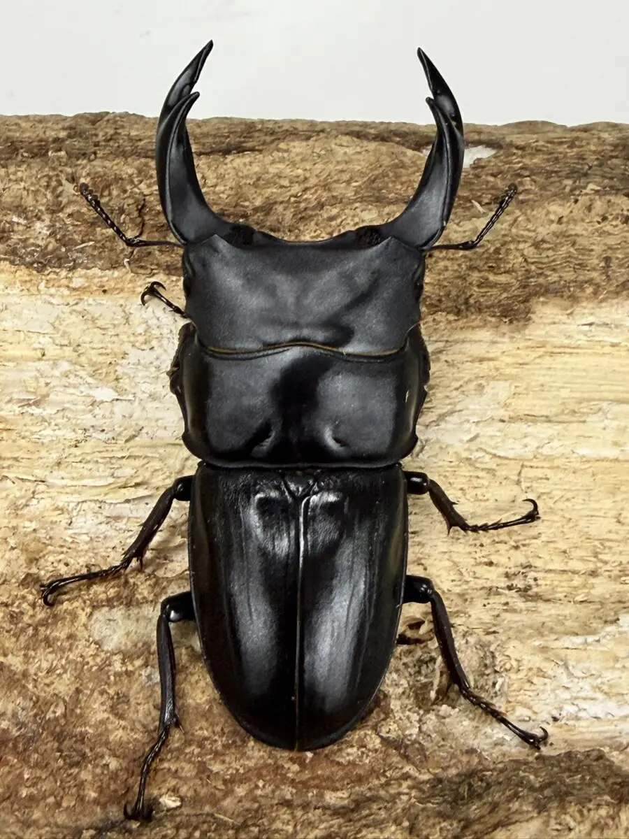 くわがた虫　金属模型　古物 くわがた虫 金属模型 古物 くわがた虫 金属模型 古物