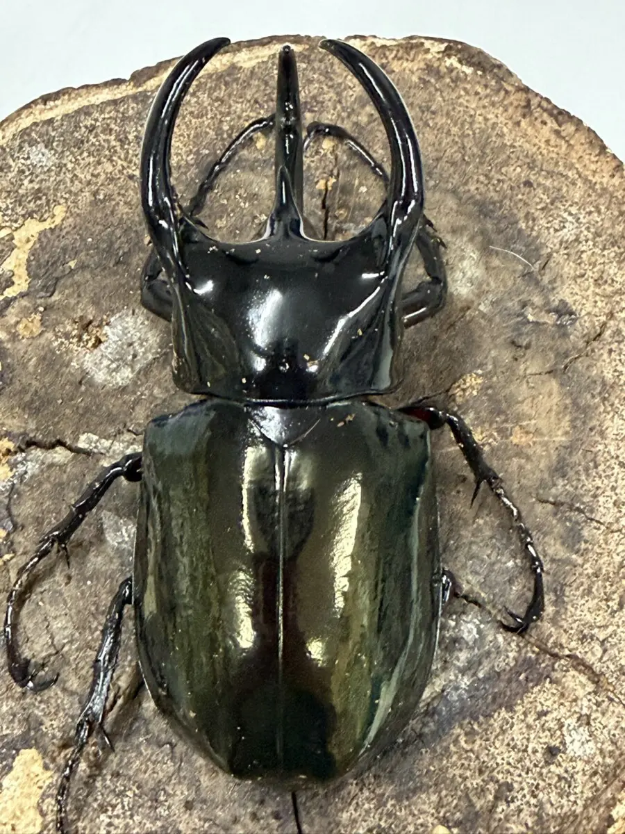 コーカサス - クワガタ横丁