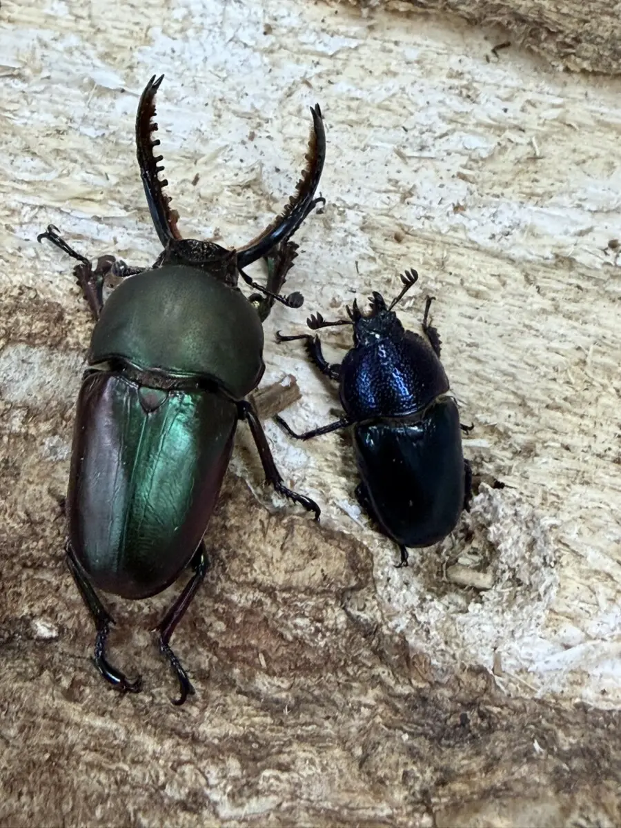 オーストラリア - クワガタ横丁