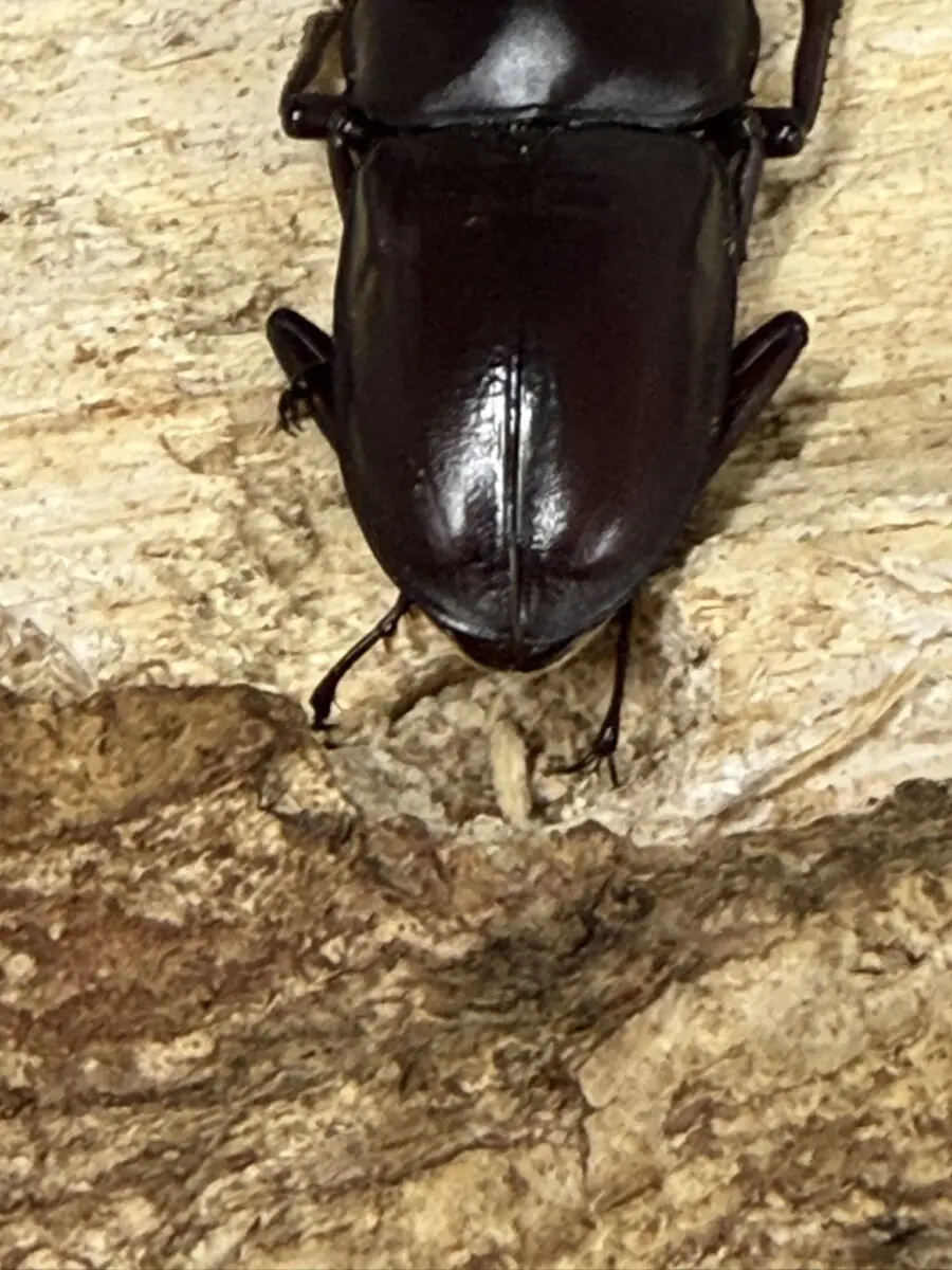 トカラコクワ 中之島 49ミリペア - クワガタ横丁