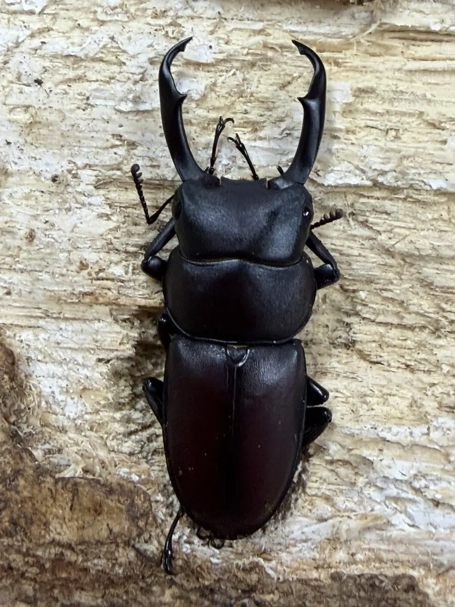 豪州産 カタハリクワガタ 18mm 豪州産 カタハリクワガタ 18mm 豪州産