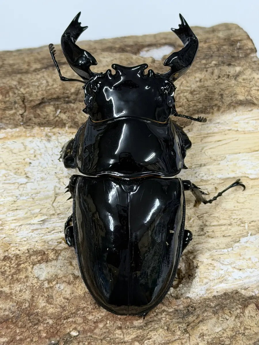 タランドゥス - クワガタ横丁