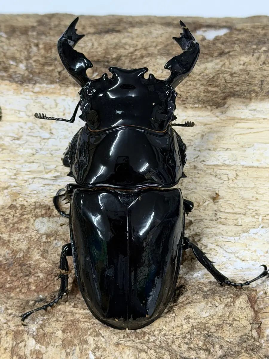 タランドゥス - クワガタ横丁