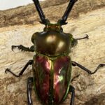 【美麗種 ホワイトアイ】ニジイロクワガタ　58×38　即ブリペア 新成虫☆WW血統☆ニジイロクワガタ♂50ミリ♀フリーサイズペア販売