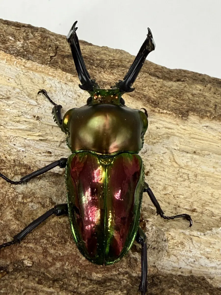 オーストラリア - クワガタ横丁