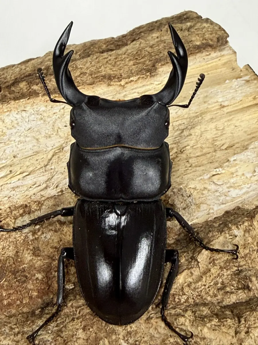 タイワン - クワガタ横丁