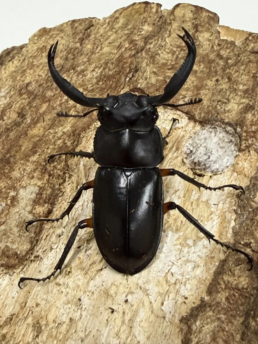 ディディエール - クワガタ横丁