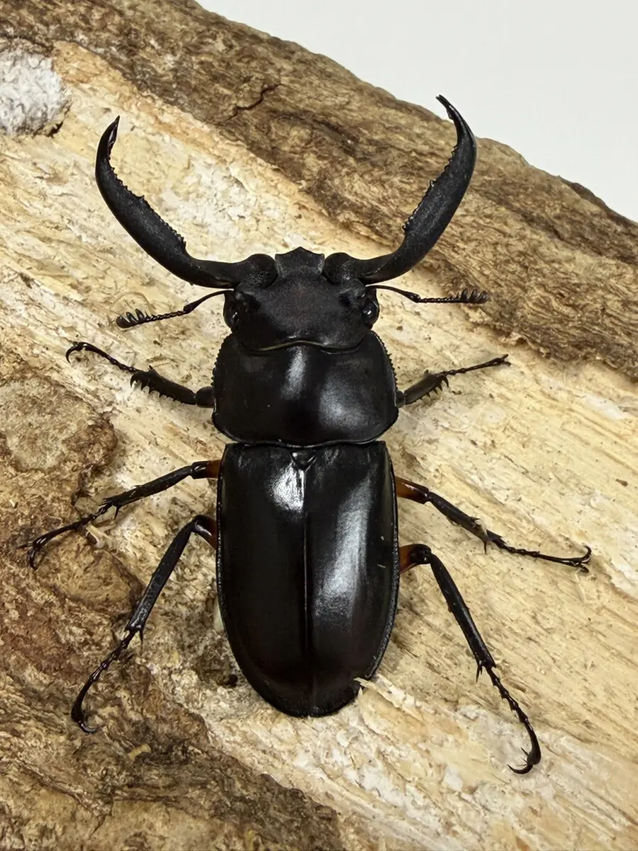 ホーム - クワガタ横丁