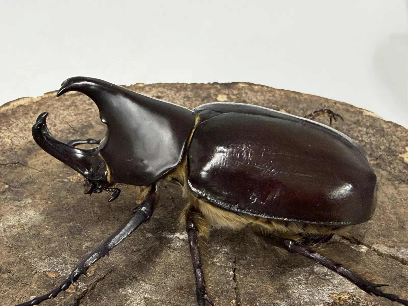 フローレンシスニセヒメカブト 60UPペア - クワガタ横丁