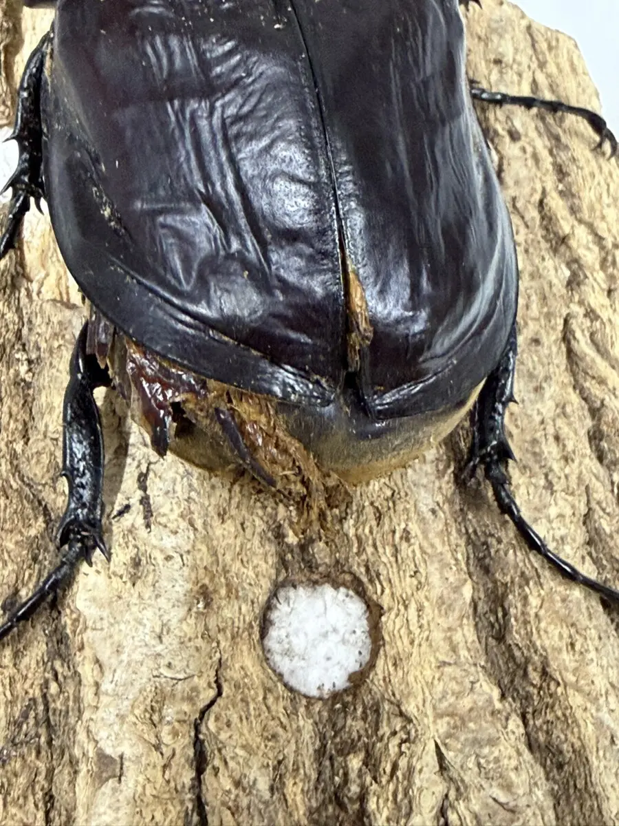 レックス（アクティオン）ゾウカブト 100ミリ♂単品 - クワガタ横丁