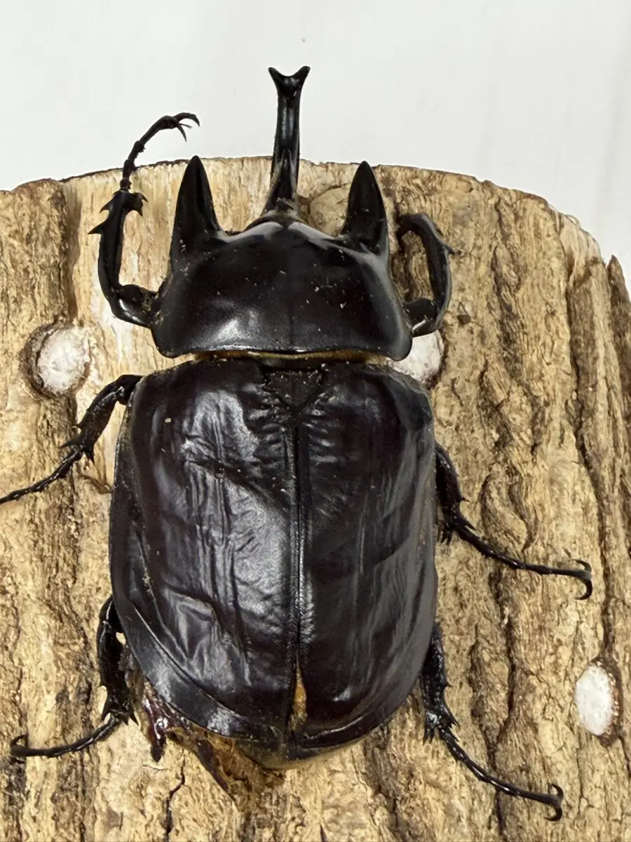 コロンビア産レックスゾウカブト117mm レックス（アクティオン）ゾウカブト 100ミリ♂単品 - クワガタ横丁