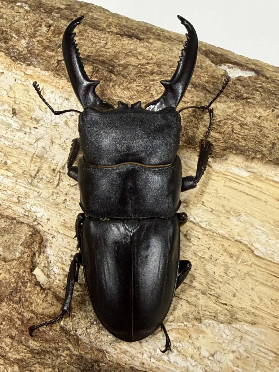 ヒラタクワガタ - クワガタ横丁