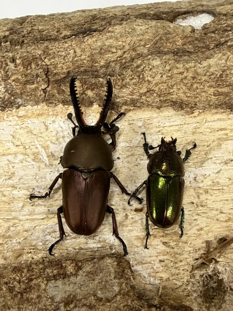 ホーム - クワガタ横丁