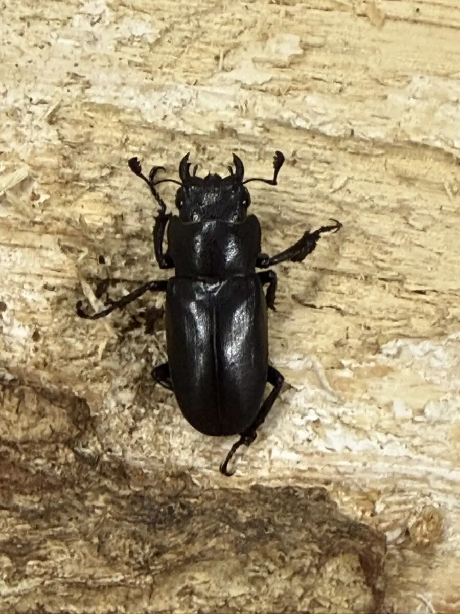 ホーム - クワガタ横丁