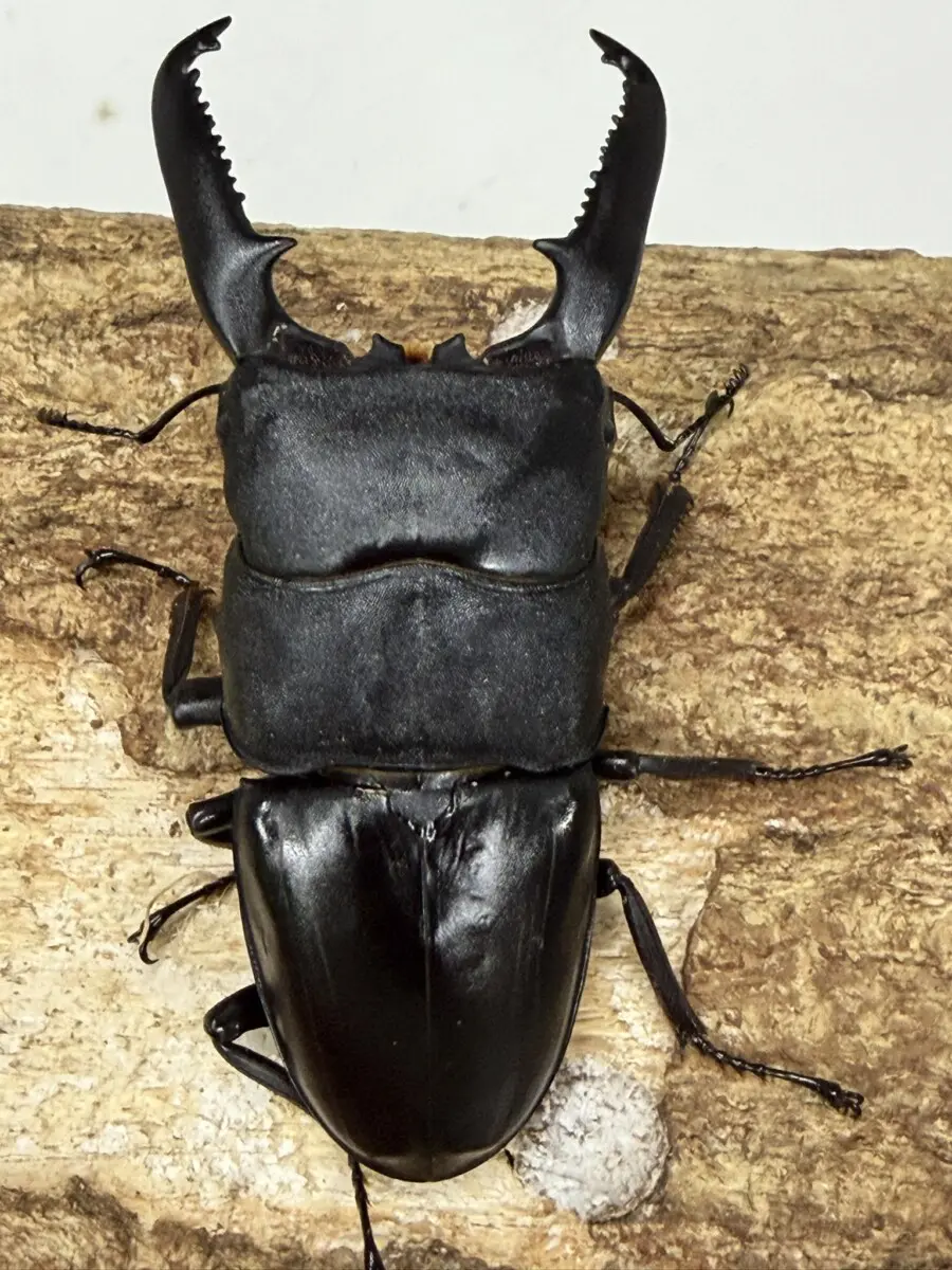 パラワン - クワガタ横丁