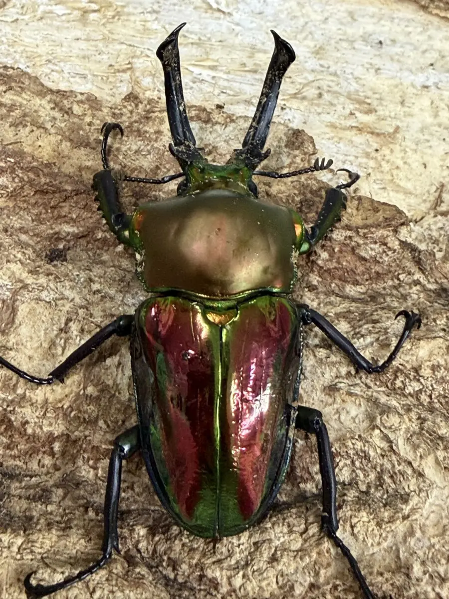 エレファス　ニジイロ　パプキン　ペア　標本セット エレファス ニジイロ パプキン ペア 標本セット