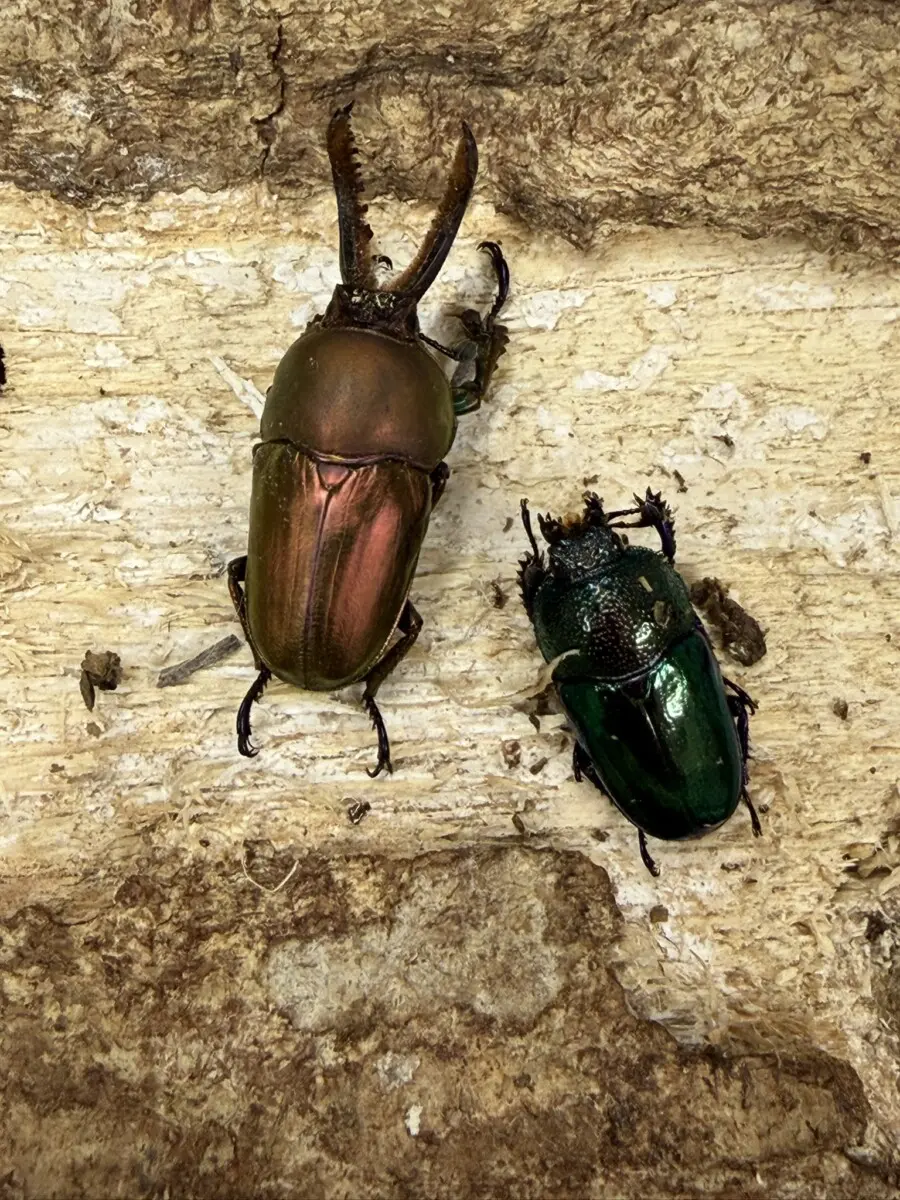 オーストラリア - クワガタ横丁