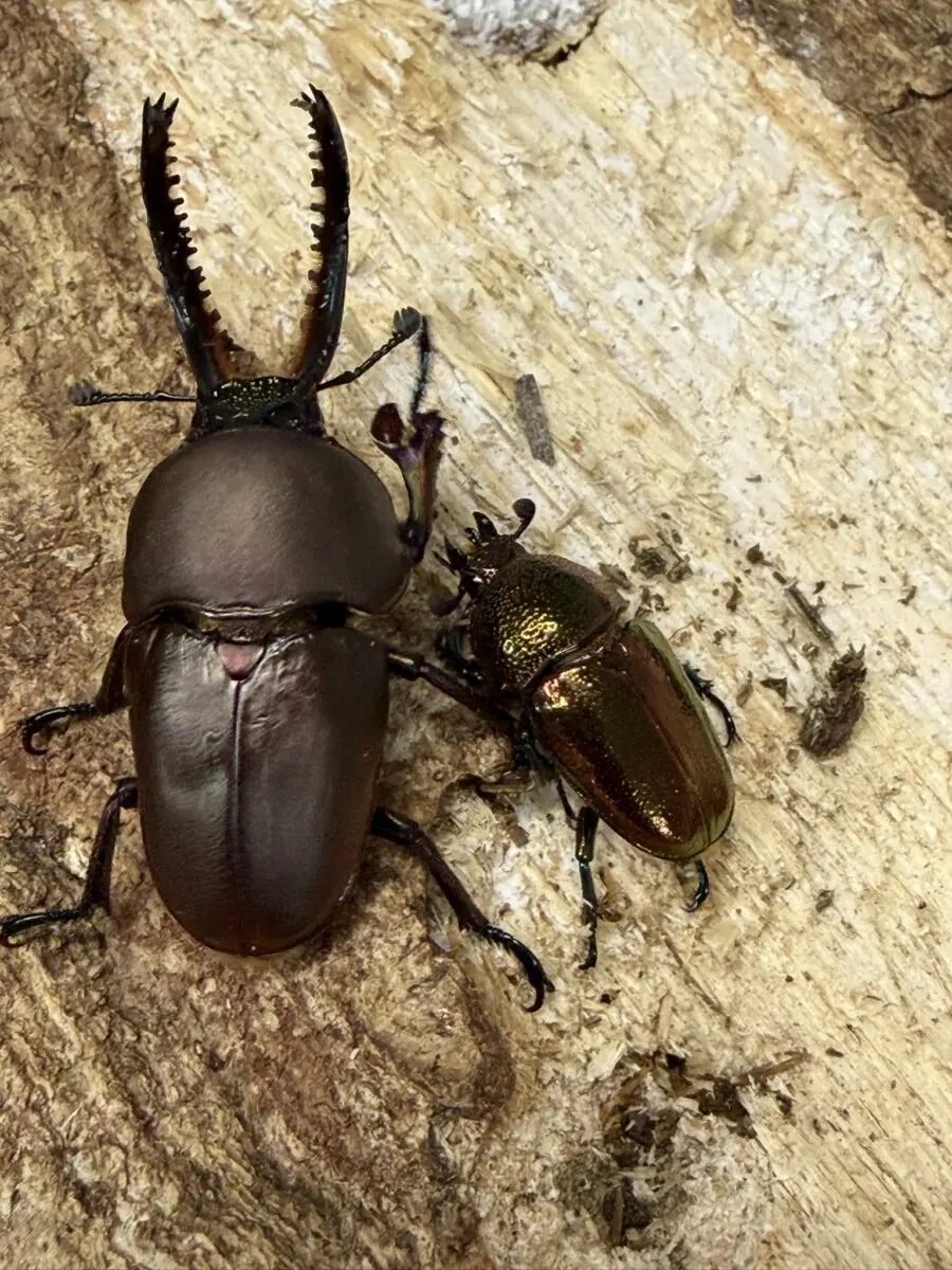 オーストラリア - クワガタ横丁