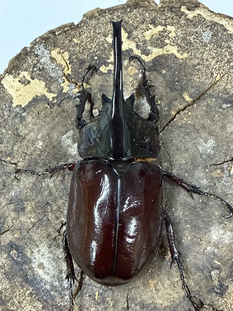 新商品 - クワガタ横丁