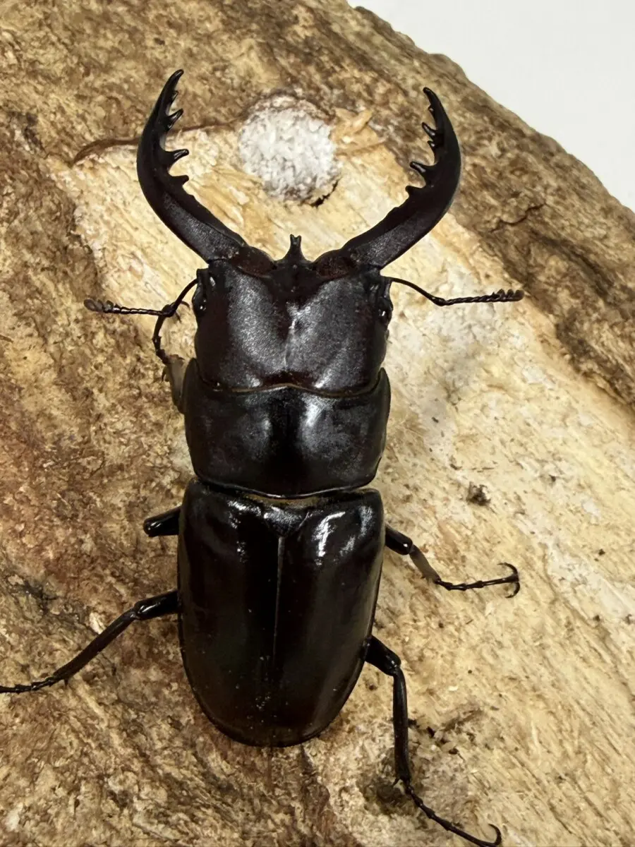 南西諸島 - クワガタ横丁