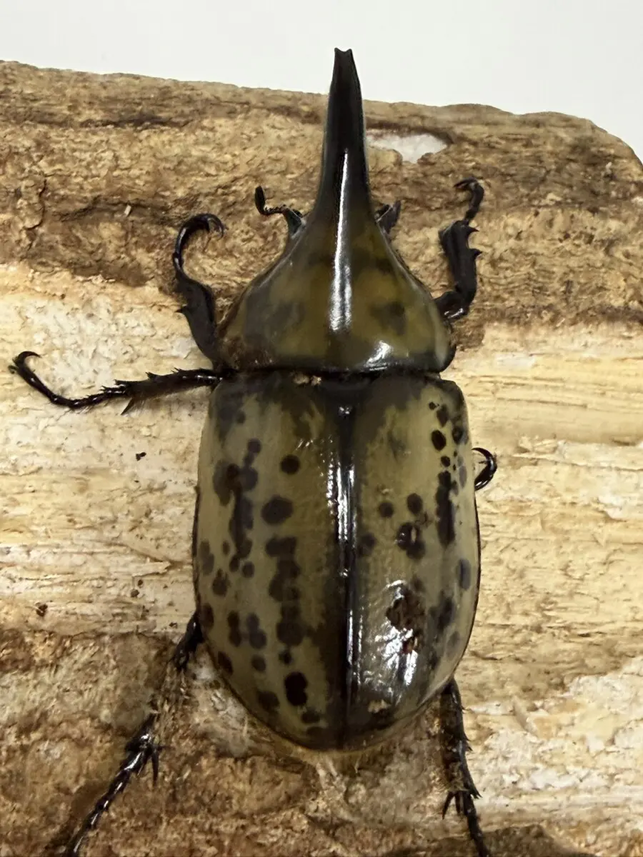 シロカブト - クワガタ横丁