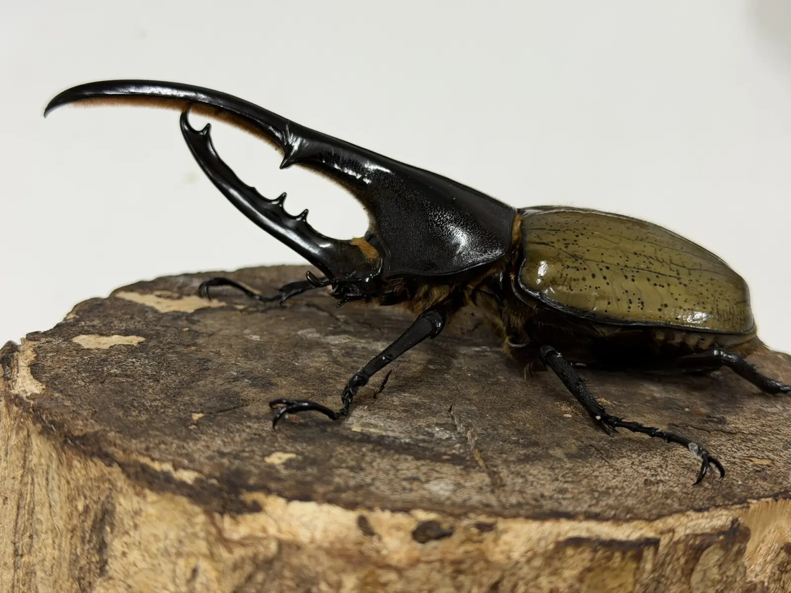 ヘラクレス・ヘラクレス 141ミリペア - クワガタ横丁