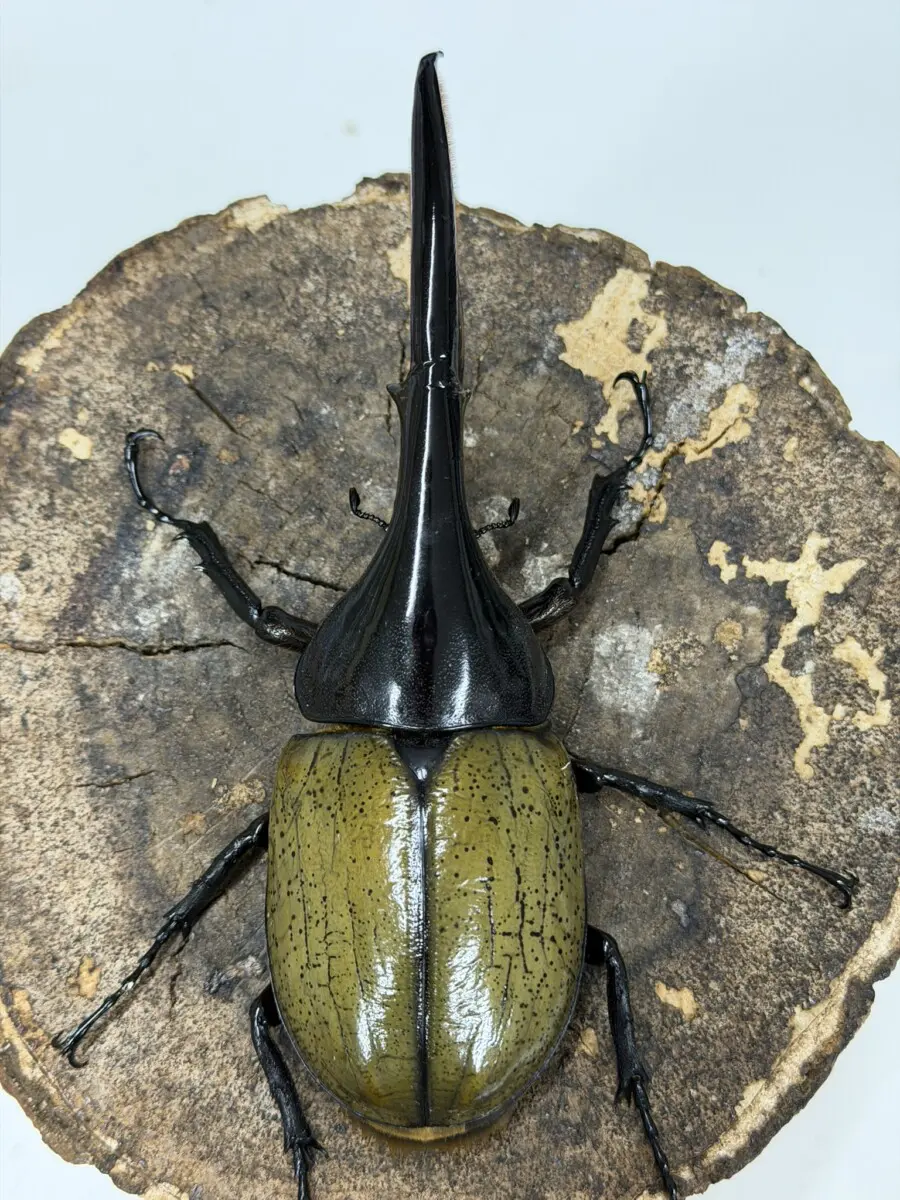 ヘラクレス・ヘラクレス 141ミリペア - クワガタ横丁