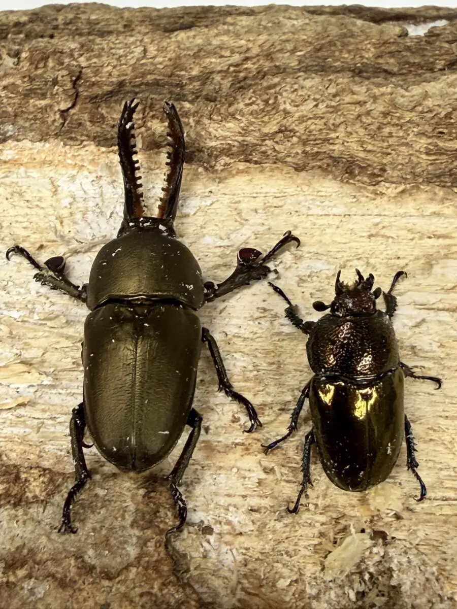 オーストラリア - クワガタ横丁