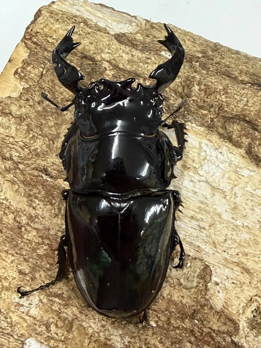 新商品 - クワガタ横丁