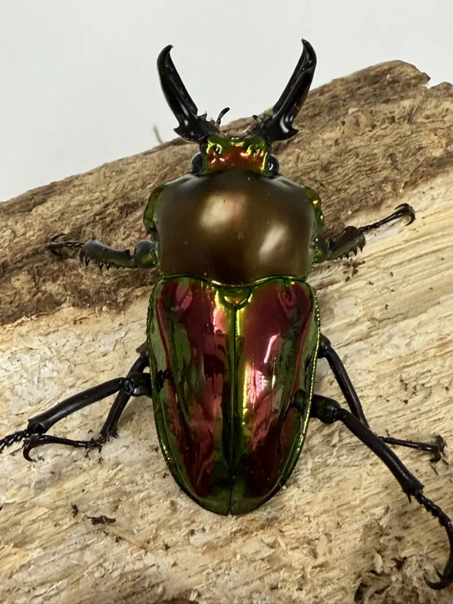 ニジイロクワガタ　美品 アニア AS－42 ニジイロクワガタ | 玩具卸売 カワダオンライン