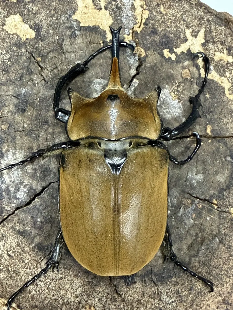 外国産成虫 - クワガタ横丁